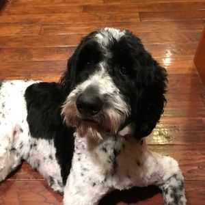 Meet your Posher, Susan